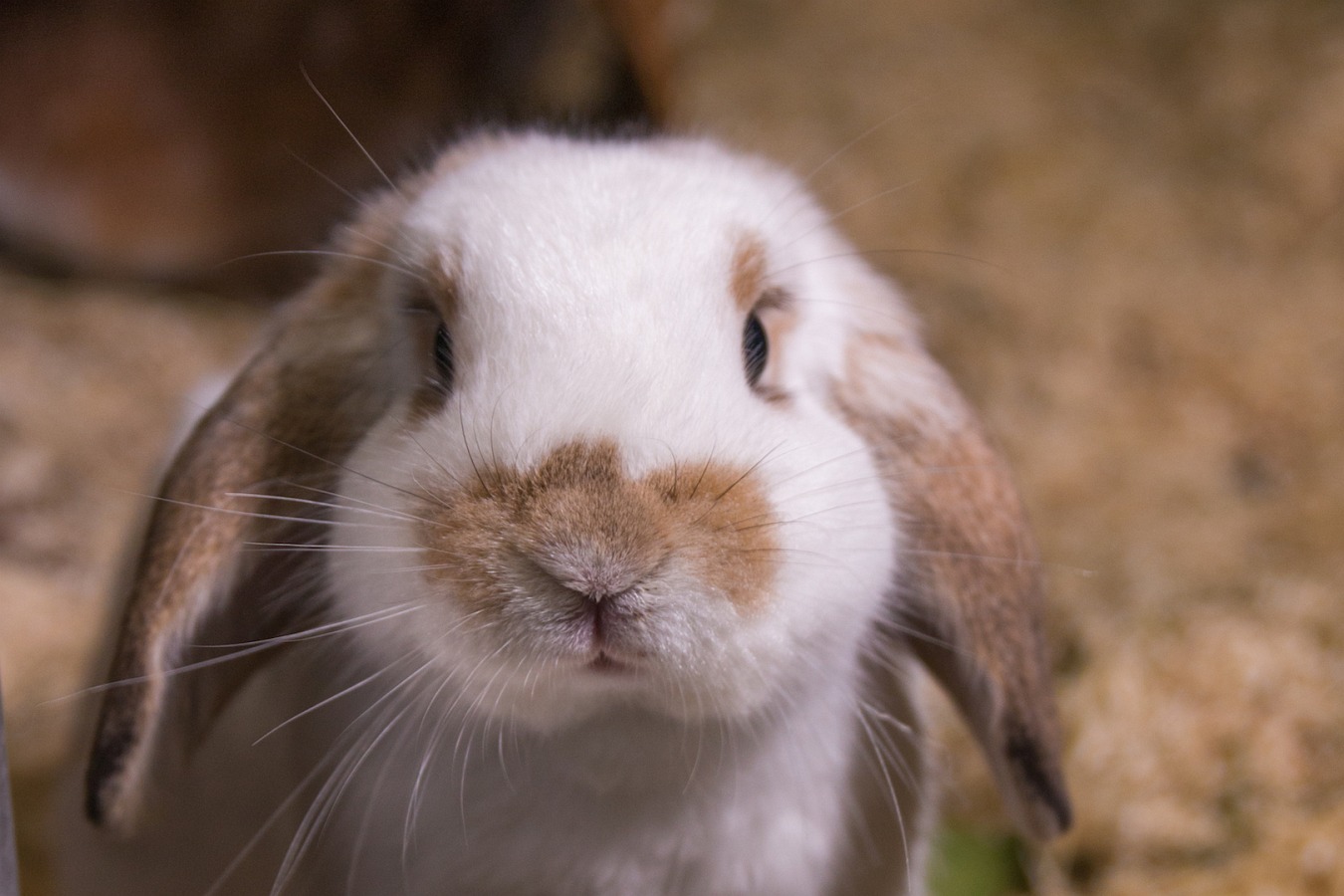 Kaninchen Ottokar schaut aus seinem Gehege