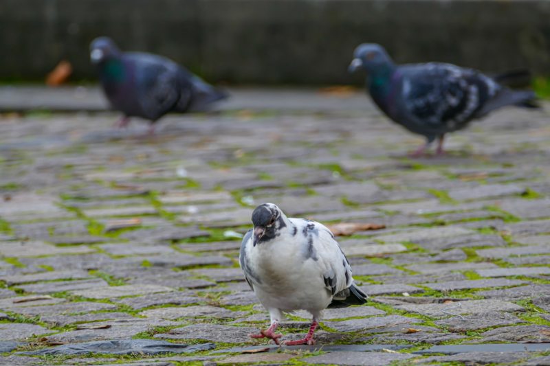 ARBEITSGRUPPE "STADTTAUBEN" - Tierschutz Halle E.V.