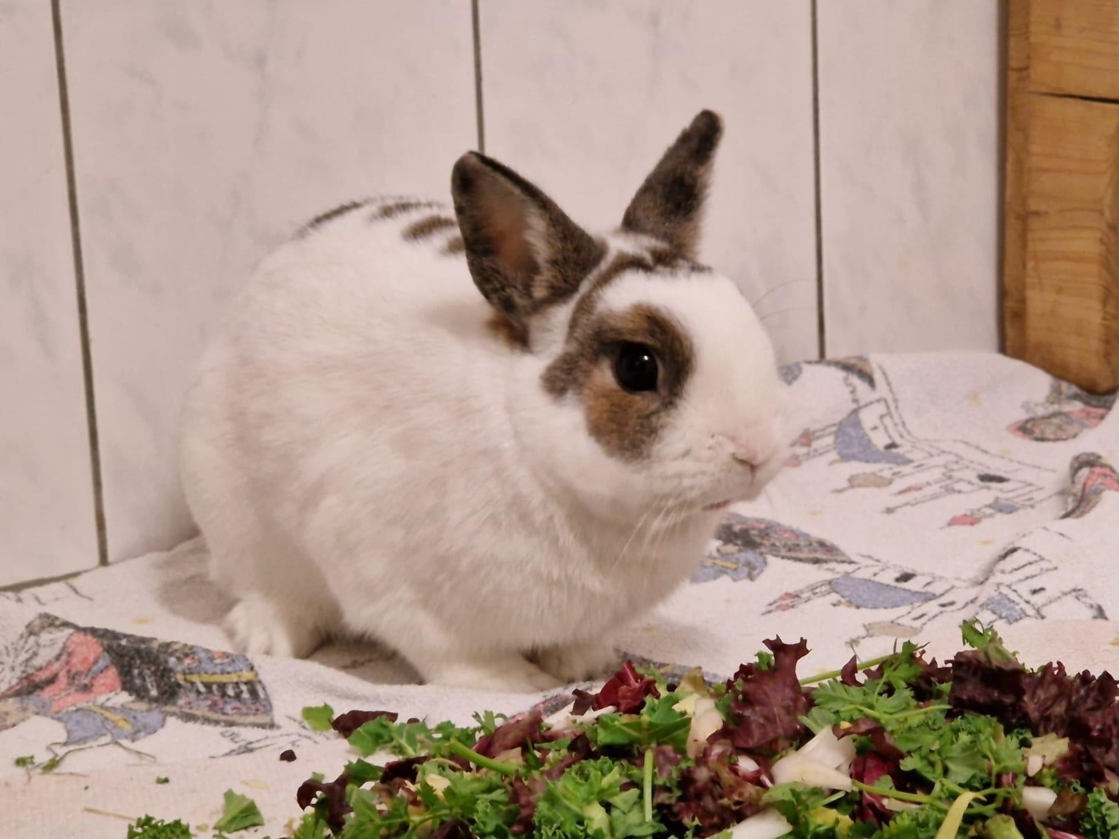 Kaninchen
