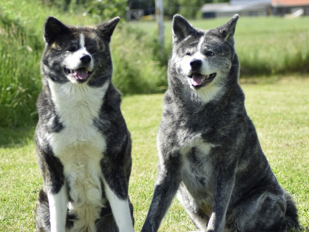 Fukasa & Daikifujin, Akita Inu – Tierschutz Halle e.V.