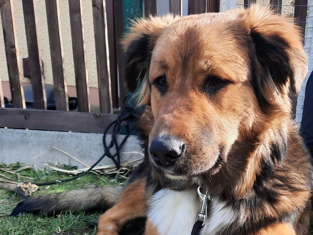 Cookie, Herdenschutzhund-Mix (Mama: Berner Sennenhund / Pyrenäenberg – Tierschutz Halle e.V.