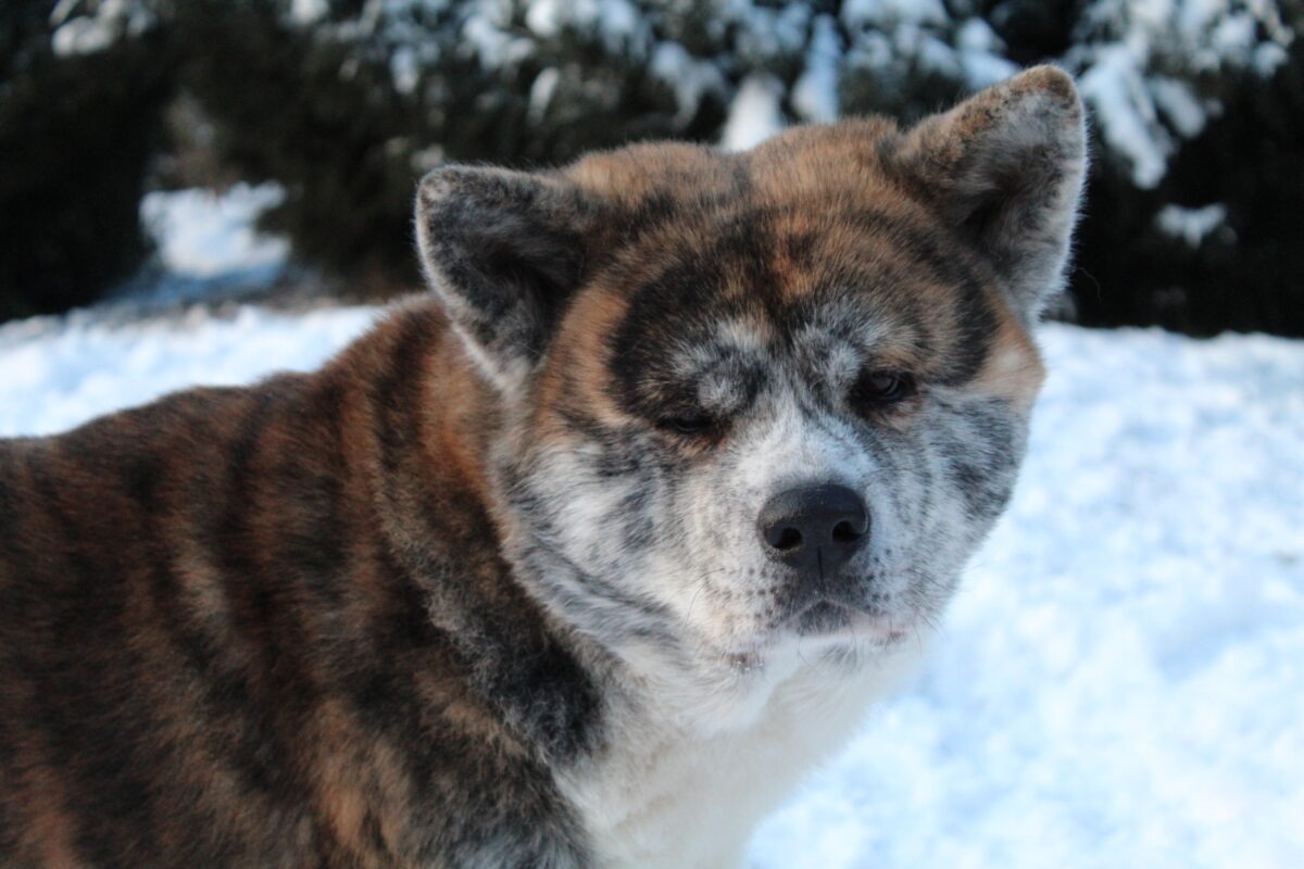 Dante, Akita Inu – Tierschutz Halle e.V.