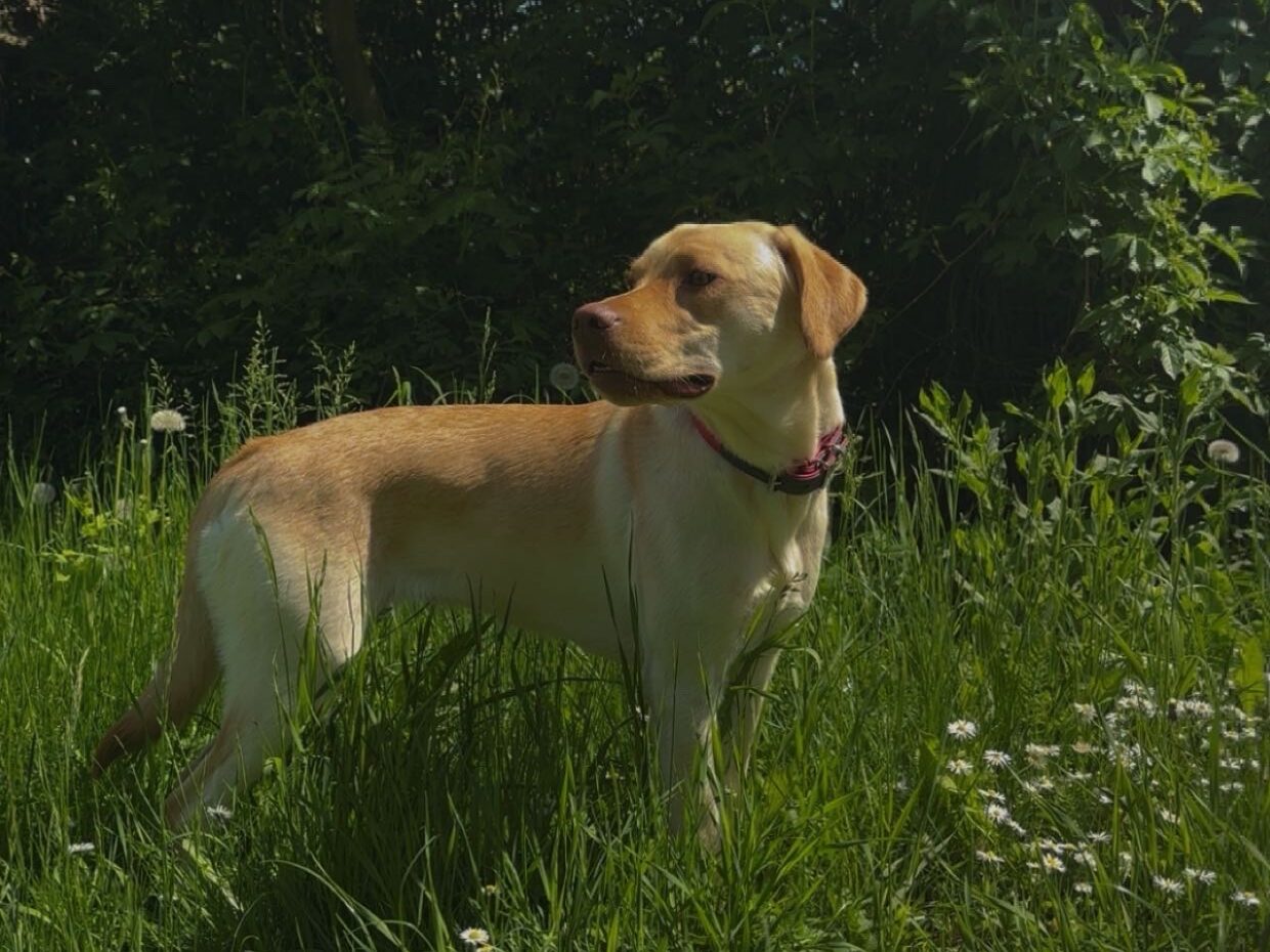 Mila, Kleinwüchsiger Labrador-Mischling – Tierschutz Halle e.V.