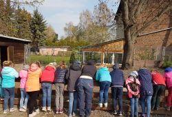 Kinderreihe Beobachten der Wollschweine