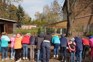 Beobachten der Wollschweine