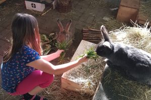 Fütterung eines Kaninchens